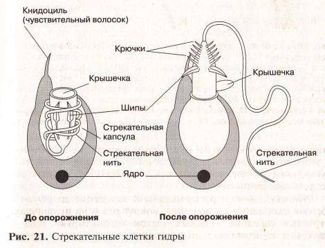 Общая характеристика кишечнополостных на примере гидры кратко