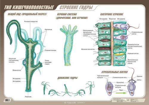 Общая характеристика кишечнополостных на примере гидры кратко