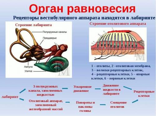 Строение и функции органа равновесия