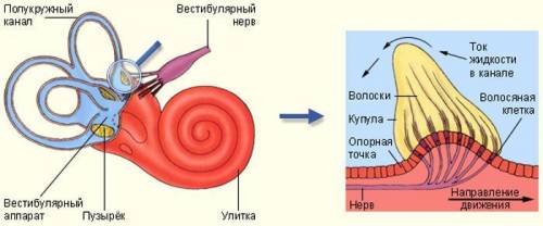 Строение и функции органа равновесия