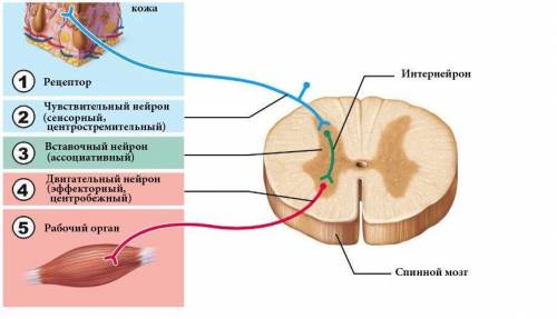 Объясните из каких отделов состоит рефлекторная дуга на примере коленного рефлекса расскажите о взаи
