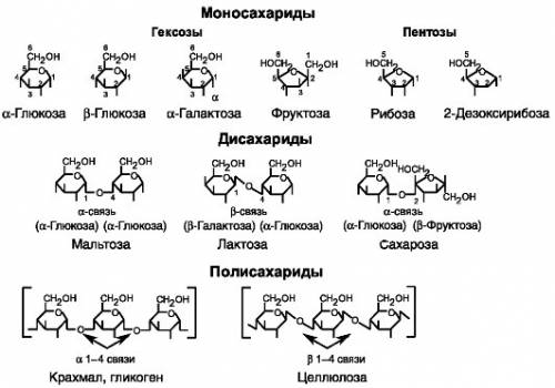 Структурная формула полисахарида, моносахарида и олигосахарида