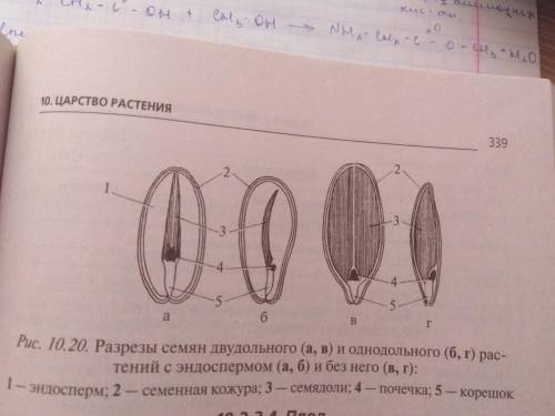 1. примеры однодольных и двудольных растений 2. расскажите об основных отличиях зародышей однодольны