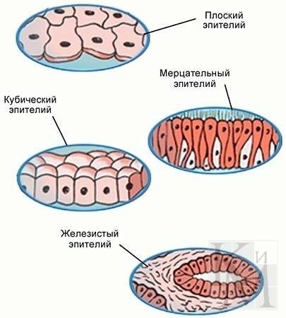 От анатомии отправте в мне тема клетка и ткани(строение клетки, эпителиальная ткань)