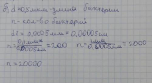 7класс ! длина одной из бактерий равна 0,5 мкм. сколько таких бакерий уложилось бы влотную на длине