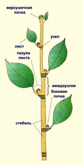 Вегенетативные органы подсолнуха(с рисунком)