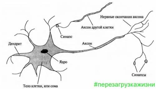 Зарисуйте несколько нервных клеток. обозначьте ядро,ядрышко, отростки нейронов