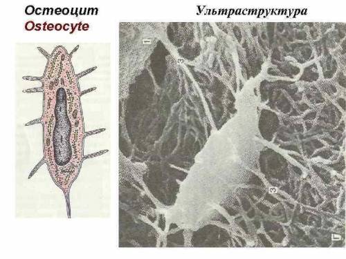 Биология . лабораторная работа №3 строение костной ткани. 1. рассмотрите рисунок 15 и представьте, к