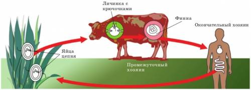 Скажите основные и промежуточные хозяева,перносчики паразитических червей. надо