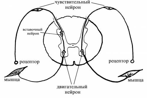 Какую функцию выполняют вставочные или исполнительные нейроны