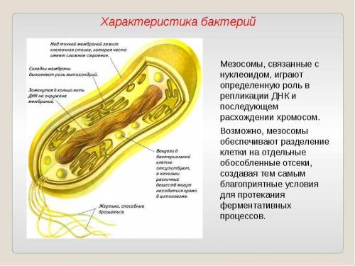 Прокариотическими организмами являются структурные компаненты цитоплазы