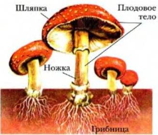 Что такое грибница? каково её строение? (заранее )