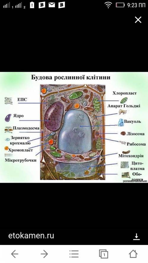 Яку будову має клітина? які відмінні риси рослинної і тваринної клітини ?