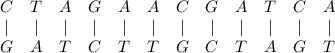 \begin{array}{cccccccccccc} C & T & A & G & A & A & C & G & A & T & C & A \\ | & | & | & | & | & | & | & | & | & | & | & | \\ G & A & T & C & T & T & G & C & T & A & G & T \end{array}