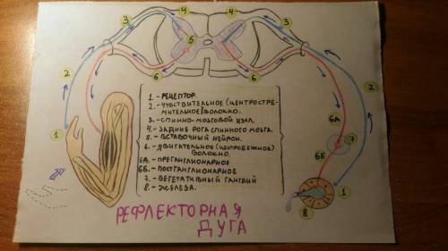 Нужно нарисовать схему рефлекторной дуги кашля и чихания!