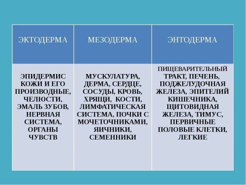 1. эктодерма 2.энтодерма 3. мезодерма а. печень б. органы зрения в. скелет г. кожа д. головной мозг