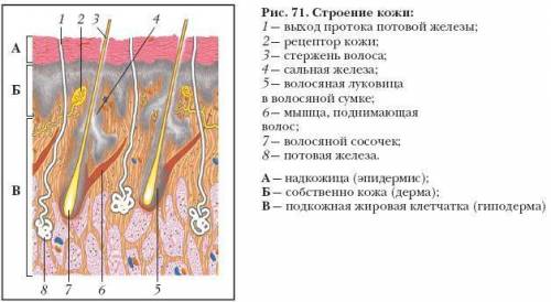 Доклад на тему значение кожи для организма 1 строение кожи 2 значение 3 отчего беруца раны и прыщи 4