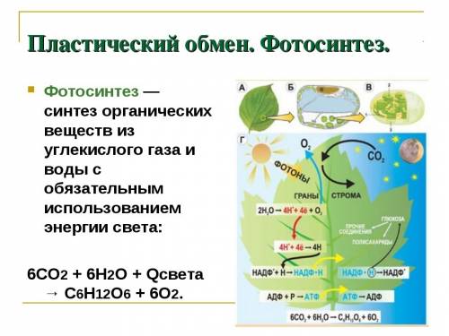 Доказательство того, что фотосинтез это пластический обмен