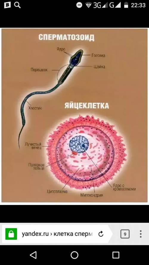 Нарисуйте на листе бумаги а4 клетку сперматазоида и яйцеклетку