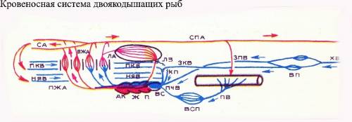 Найти внутреннее строение двоякоышащих рыб. не могу найти.