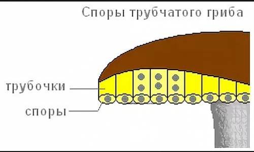 Вывод об особенностях строения плодовых тел трубчатых и пластинчатых грибов,о предназначении плодово