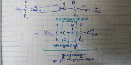 Запишите реакция полимеризации 2-х аминокислот и укажите на дипеетиде пептидную связь нужно