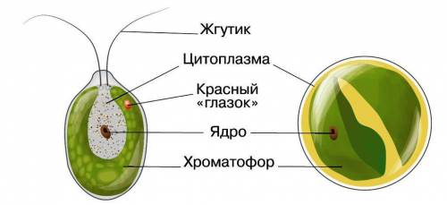 Організми клітини які здатні до фотосинтезу