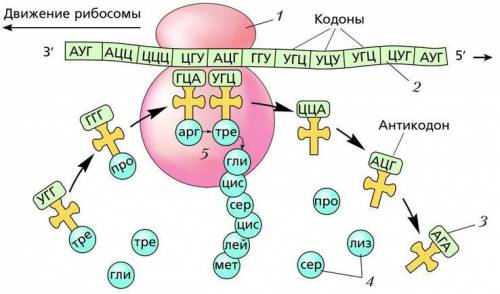 Как происходит сборка полипептидной цепи на рибосоме