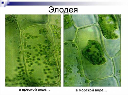 Лаб. раб. по биологии на тему наблюдение явлений плазмолиса и деплазмолиса в живых клетках (лук) н