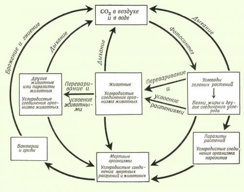Таблица участников круговорота веществ в природе