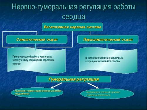 Нервная и гуморальная регуляция работы сердца в покое и при мышечной работе