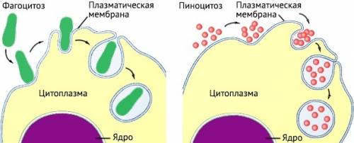 Опишите особенности и значение транспорта одноклеточных и многоклеточных организмов