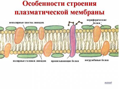 Раскройте взаимосвязь строения и функции мембраны клетки. только, , не с интернета скопировать текст