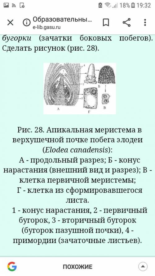 Классификация тканей растений лабораторная работа зарисуйте рассмотрены ткани подпишите их