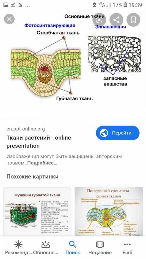 Классификация тканей растений лабораторная работа зарисуйте рассмотрены ткани подпишите их