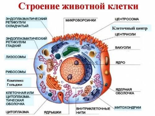 Биология 5 класс. 1.как приготовить препарат кожицы чешуи лука? 2.какое строение имеет клетка? 3.где