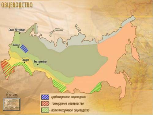 Вкаких регионах рф получило развитие овцеводство?