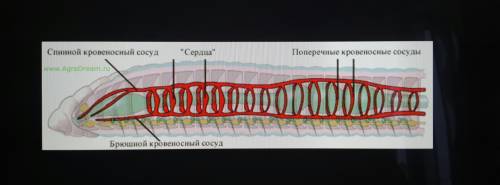 Рисунок кровеносной системы кольчатого