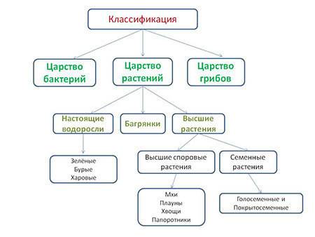 3. каковы основные особенности растений и их классификации?