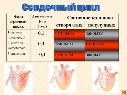 1. что входит в систему органов кровообращения? 2. где расположено сердце? каким можно определить ег