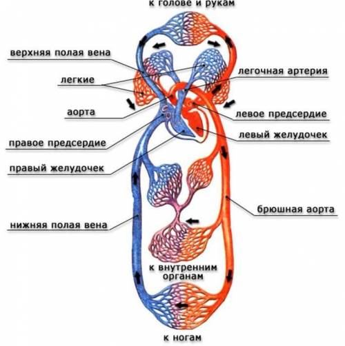 1. что входит в систему органов кровообращения? 2. где расположено сердце? каким можно определить ег