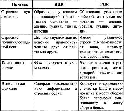 Таблица сравнений днк и рнк.признаки сравнений.1структура молекулы.2виды нуклеотидов.3строение нукле