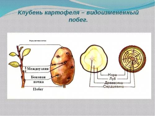 Доказать что луковица и клубень картофеля видоизменённые побеги