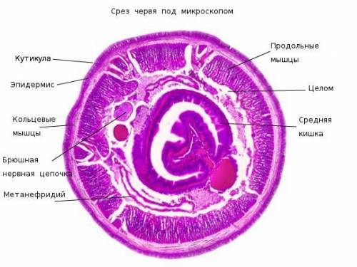По биологии лабораторная работа! 1. поместите препарат дождевого червя на предметный столик микроско
