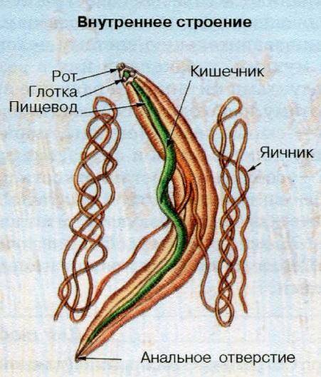 Объясните, как взаимосвязаны особенности строения червей с их образом жизни и условиями обитания