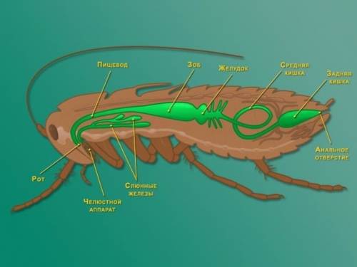 Каково строение пищеворительной системы насекомых? назовите её отделы и их роль в процессе пищеворен