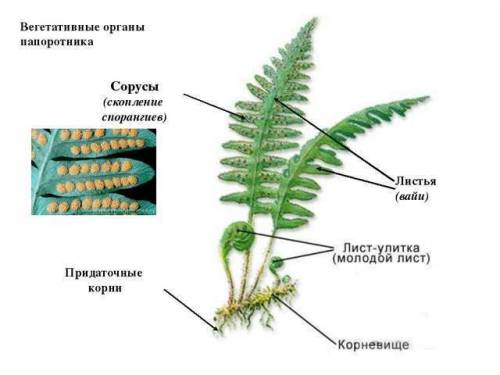 Можете вы ответить мне на один вопрос строение папоротников-вегетативные органы