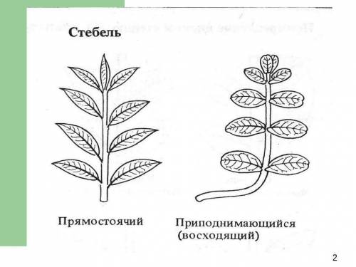 Какие стебли у голосеменных/покрытосеменных растений? (прямостоячие, лианы и т.д)