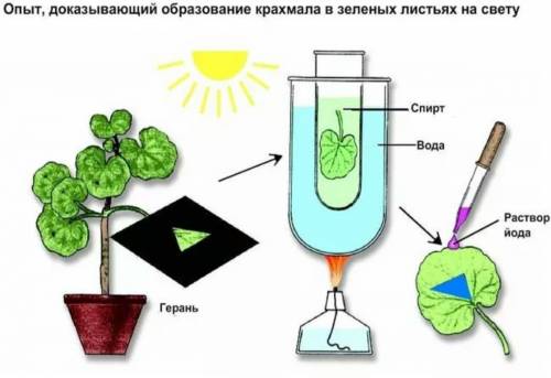 Опыт доказывающий что в листе содержиться крахмал. 10