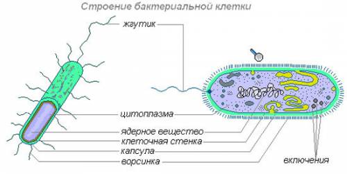 1.как и когда делятся бактериальные клетки.нарисуйте схему деления клетки 2.признаки отравления ядов